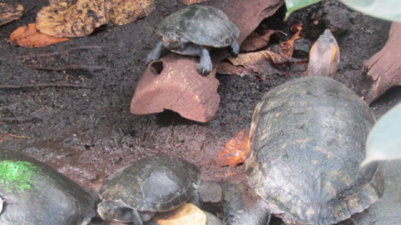 Małe żółwie