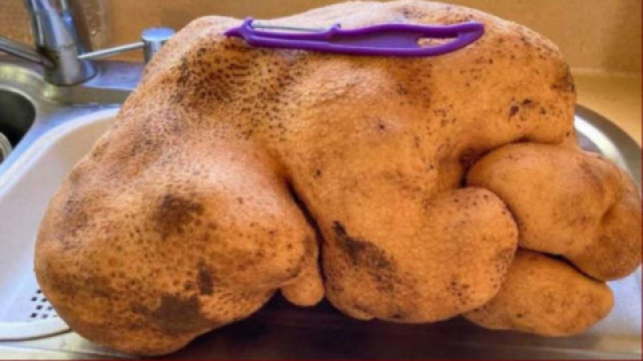 Największy ziemniak
