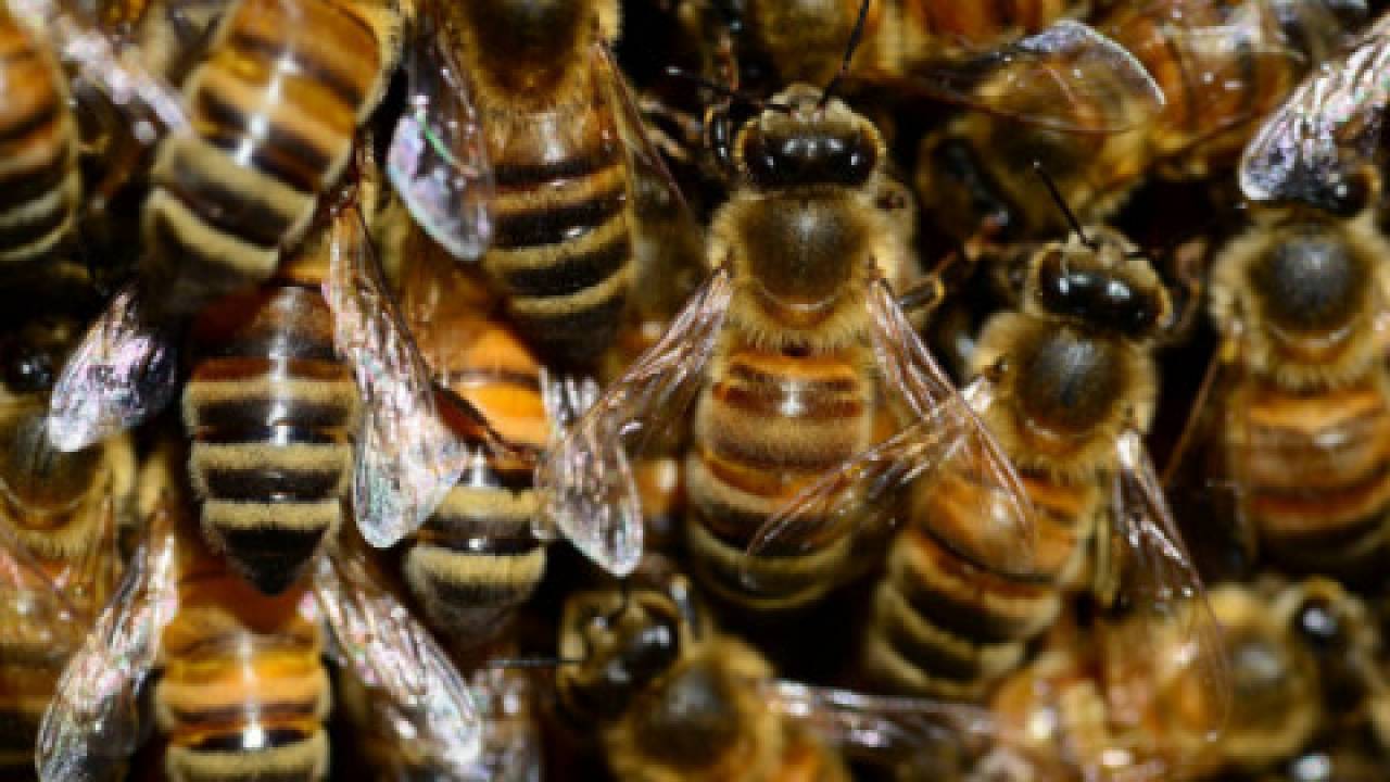 Wymiana pszczoły matki