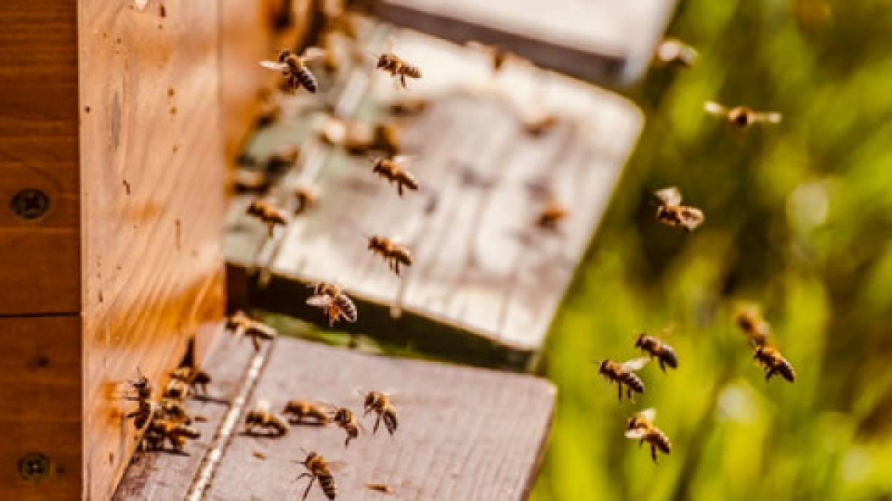 Zagrożenia dla zimujących pszczół