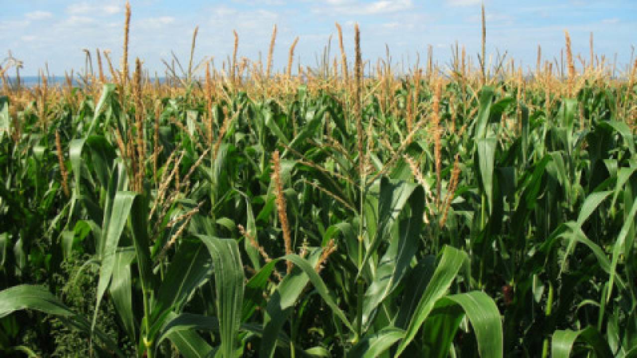 Przygotowanie stanowiska pod kukurydzę