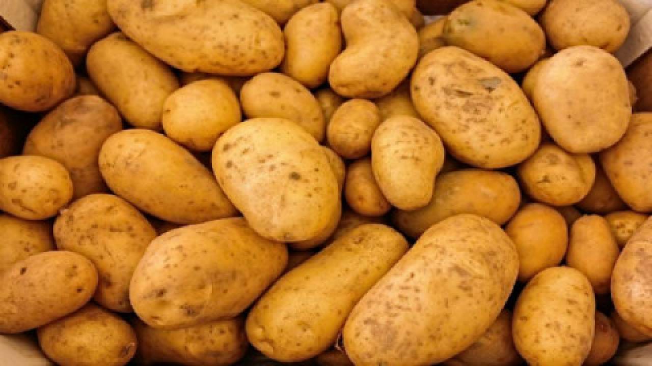 produkcja ziemniaków