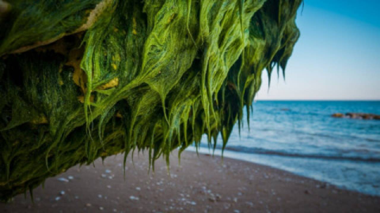 Fermy alg morskich