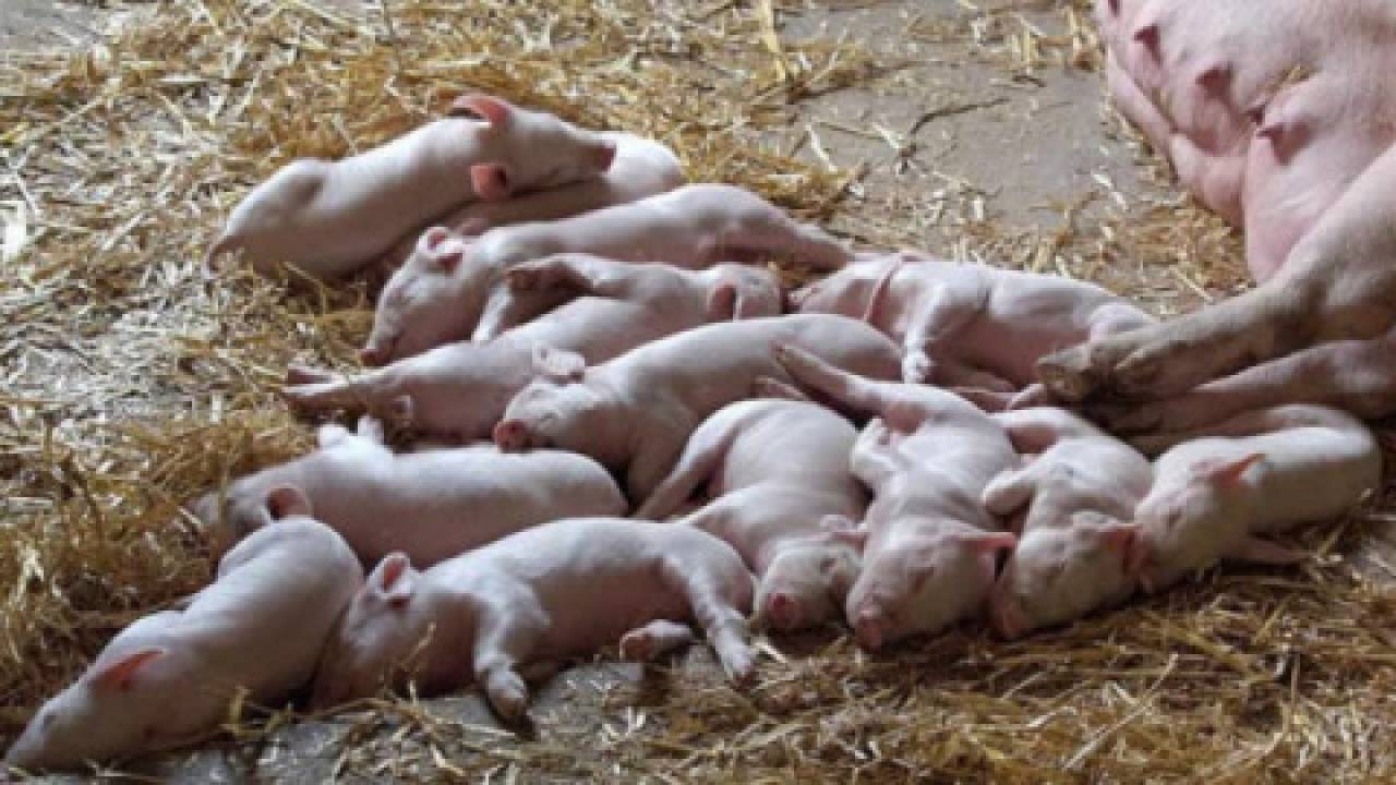 Efektywność rozrodu świń