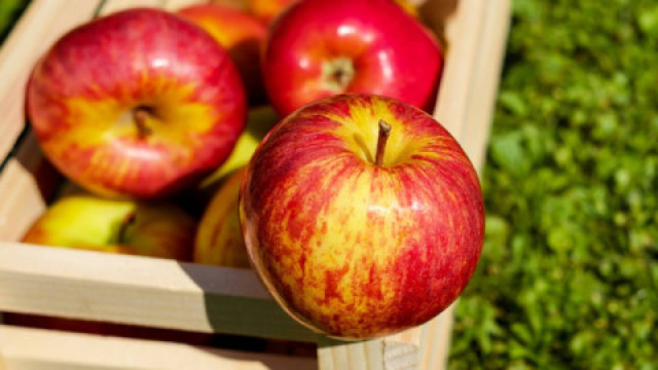 Regulowanie owocowania jabłoni