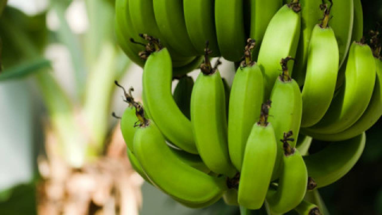 Uprawy bananów