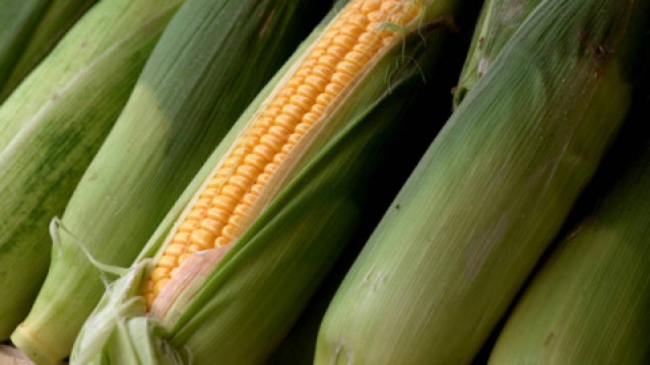 Siew kukurydzy
