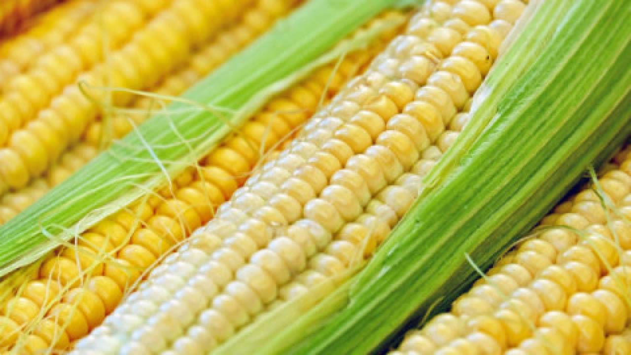Zbiory kukurydzy