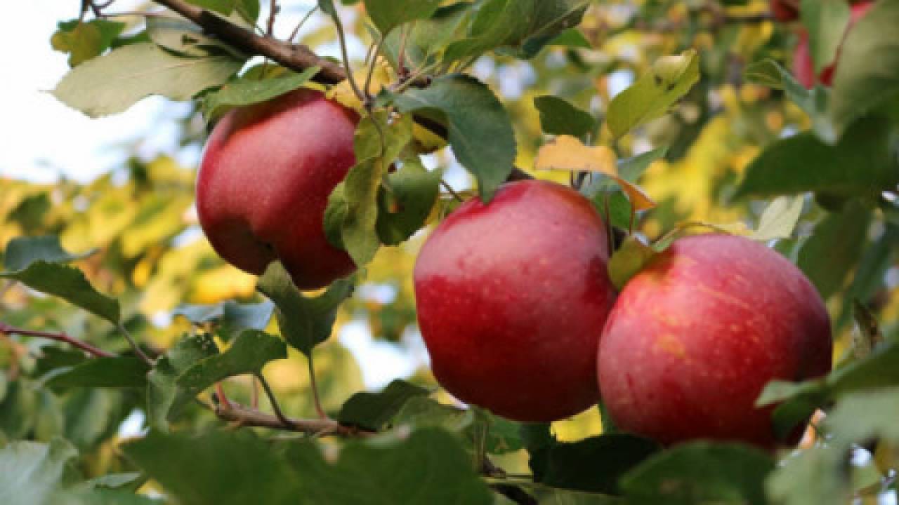 Eksport jabłek