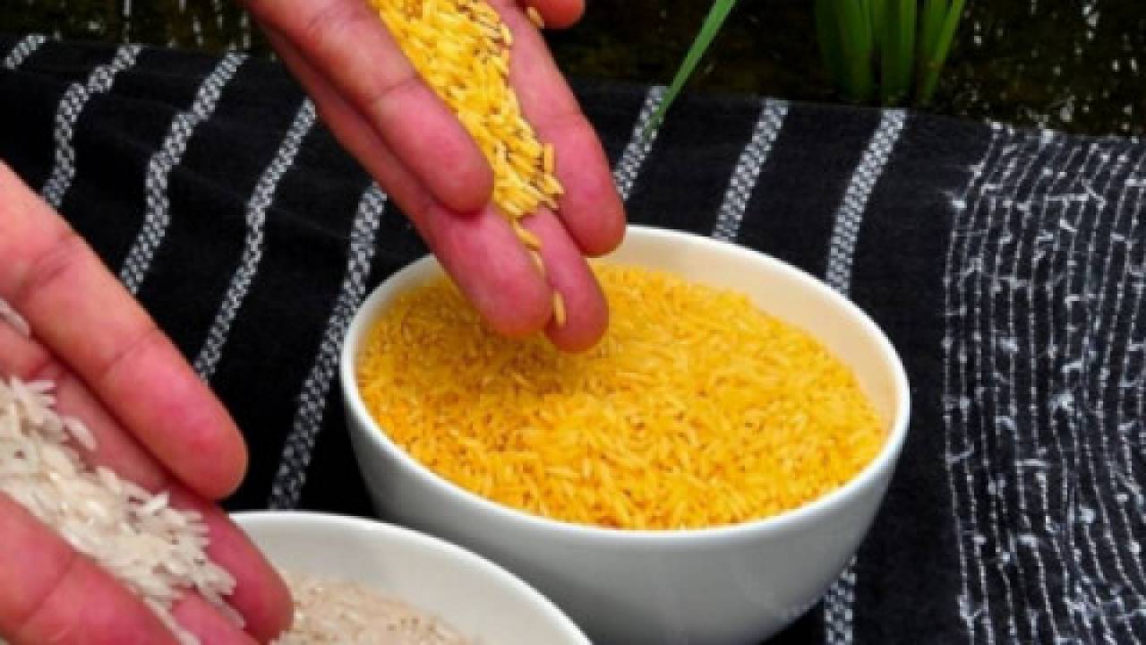 Złoty ryż – czym właściwie różni się od białej odmiany?