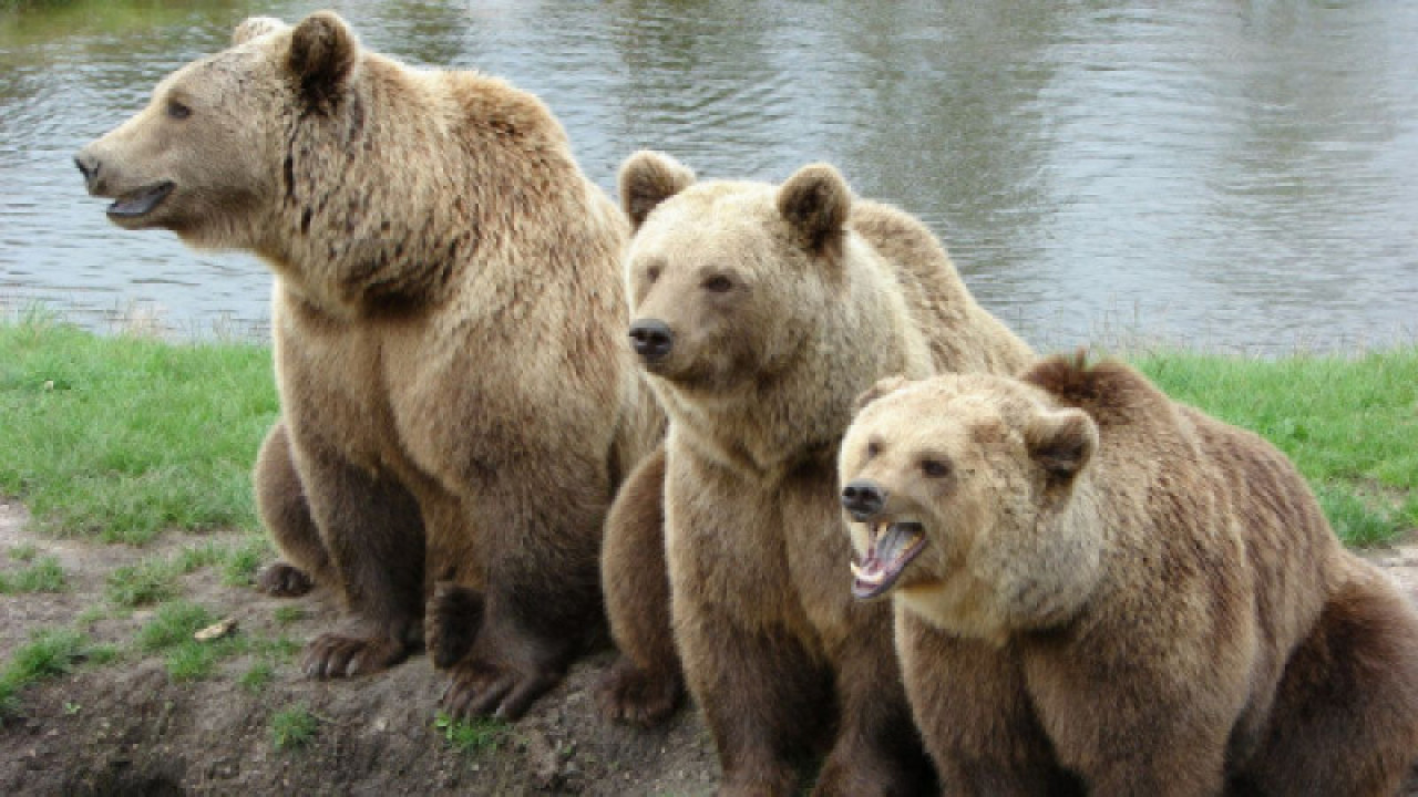 niedźwiedzie