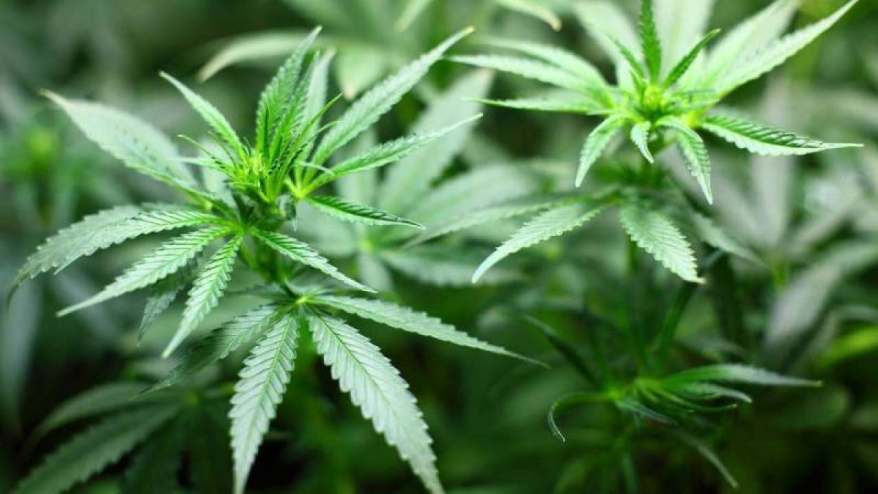 Nielegalna plantacja marihuany