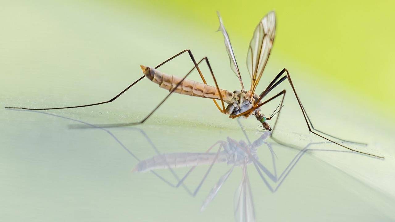 Opryski przeciw komarom