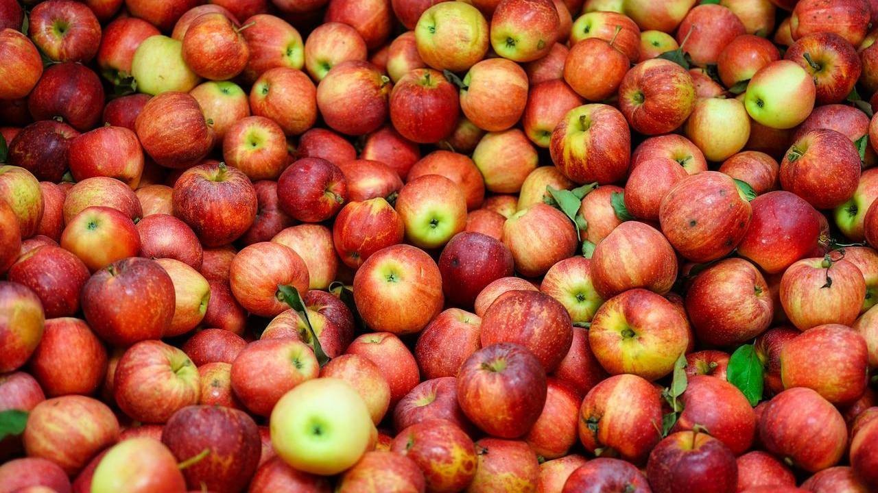 skup jabłek