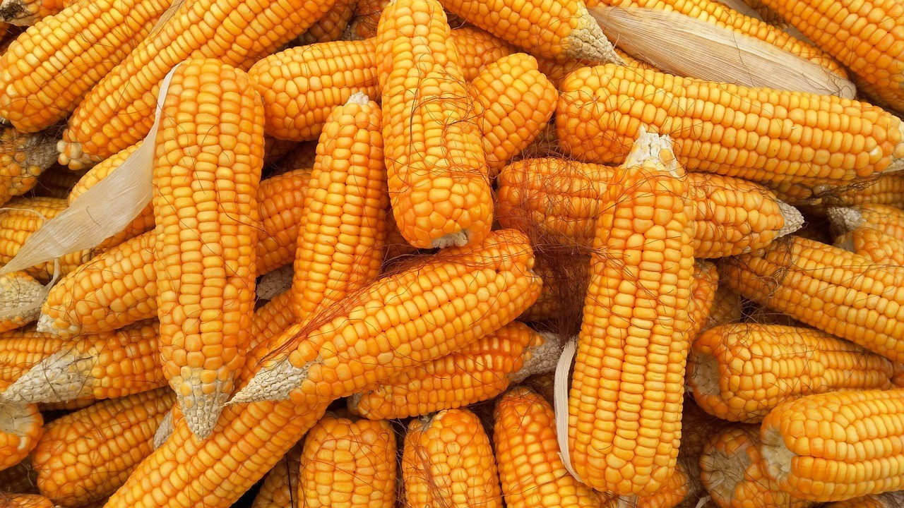 problemy ze sprzedażą kukurydzy