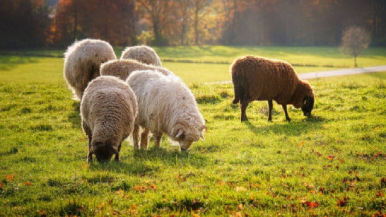 hodowla owiec