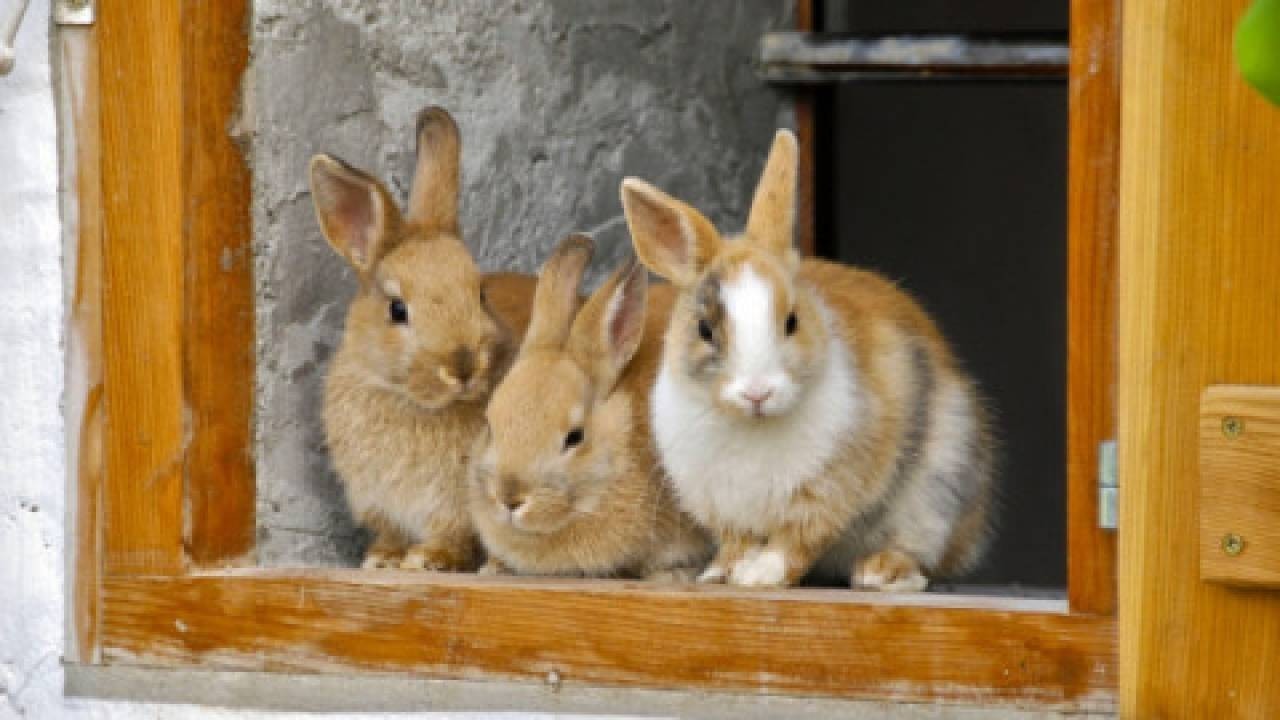 Utrzymywanie królików