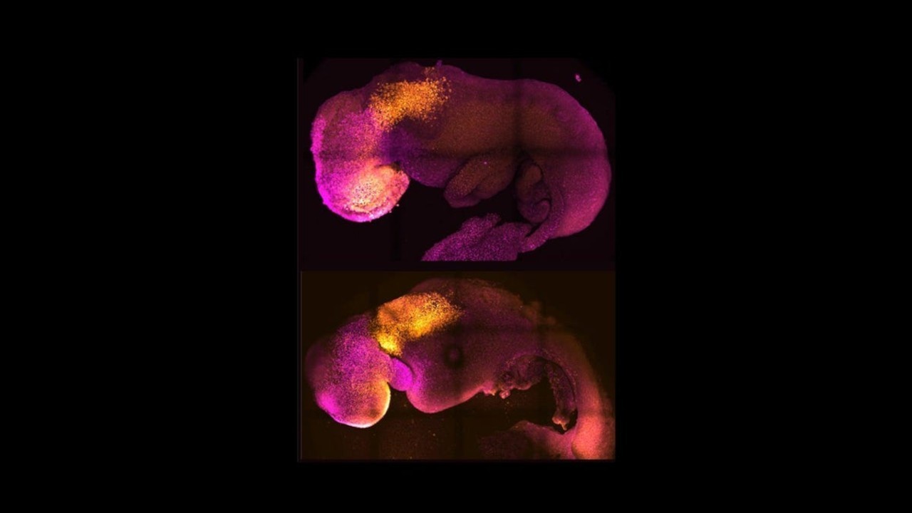 Sztuczny embrion myszy