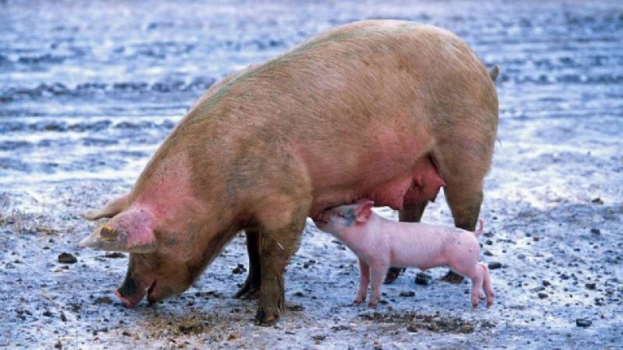 Co jedzą świnie