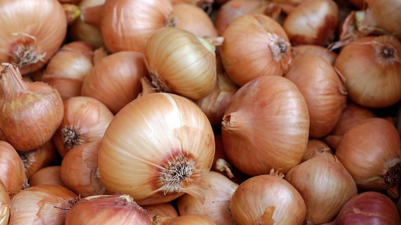 cebula