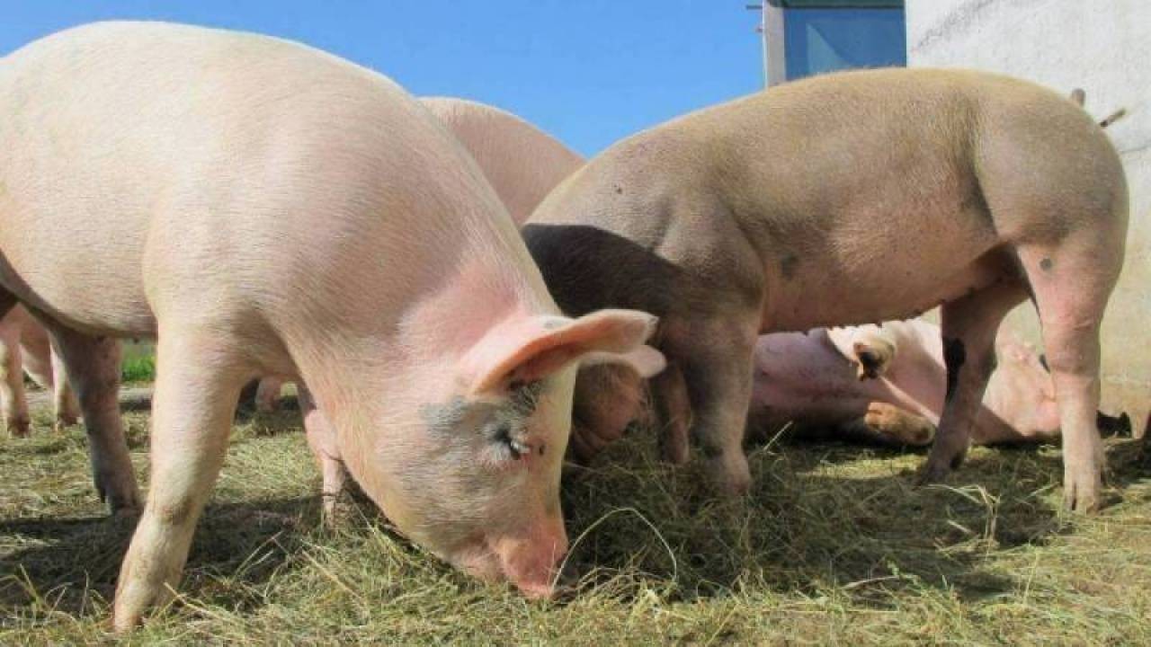 co jedzą świnie