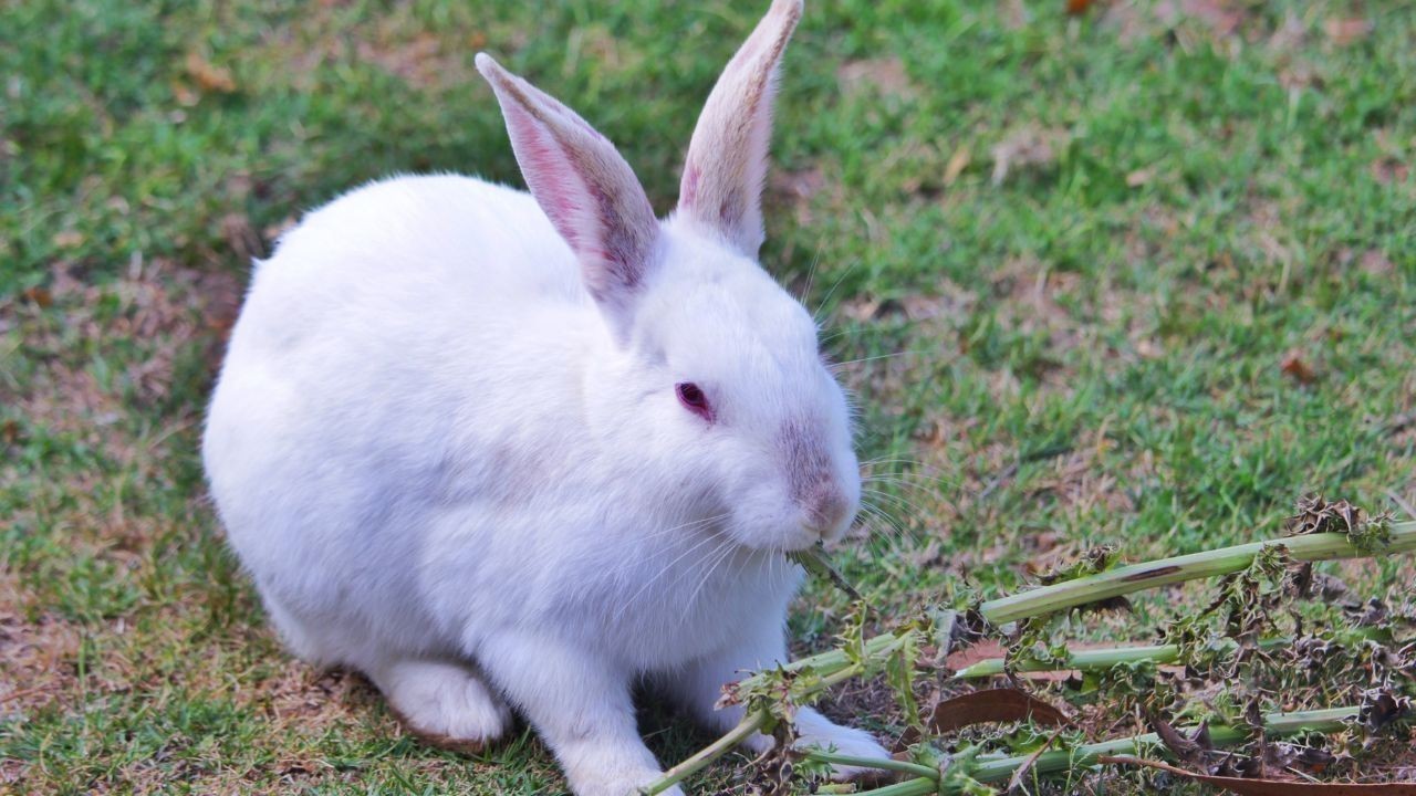 samica królika
