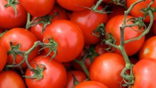 Produkcja pomidorów