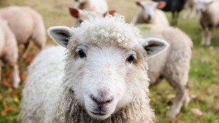 Dobrostan owiec i kóz